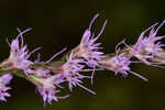 Fewflower blazing star